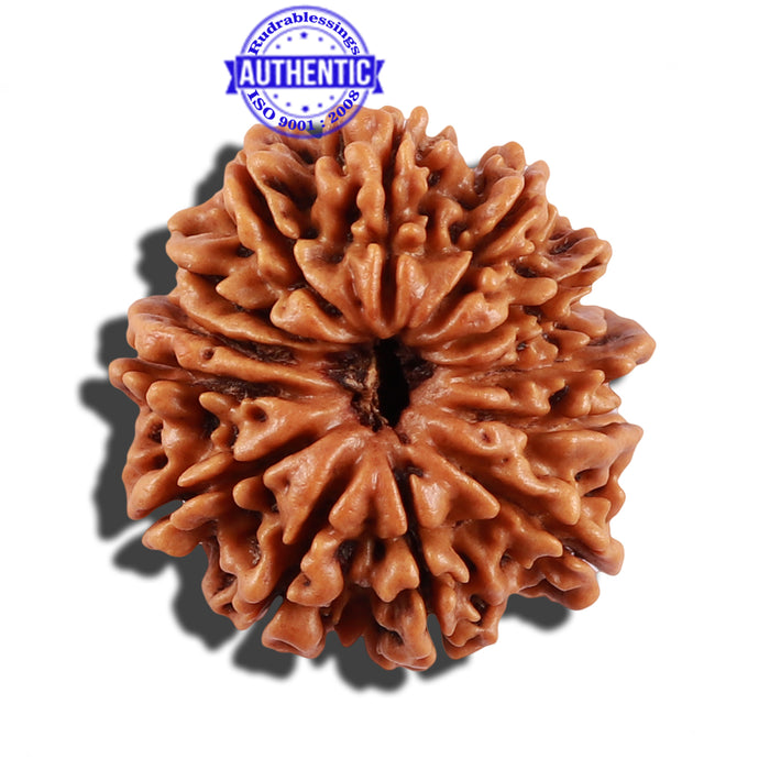 13 Mukhi Nepalese Rudraksha - Bead No. 146