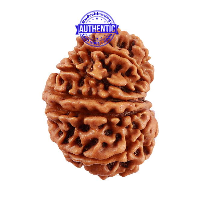13 Mukhi Nepalese Rudraksha - Bead No. 146