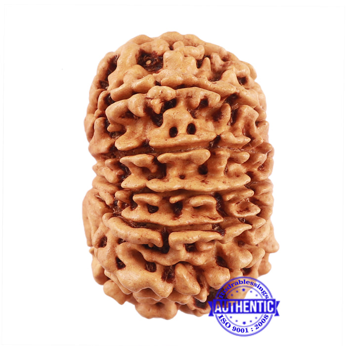 13 Mukhi Nepalese Rudraksha - Bead No. 157