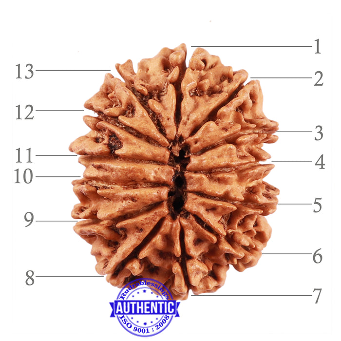 13 Mukhi Nepalese Rudraksha - Bead No. 158