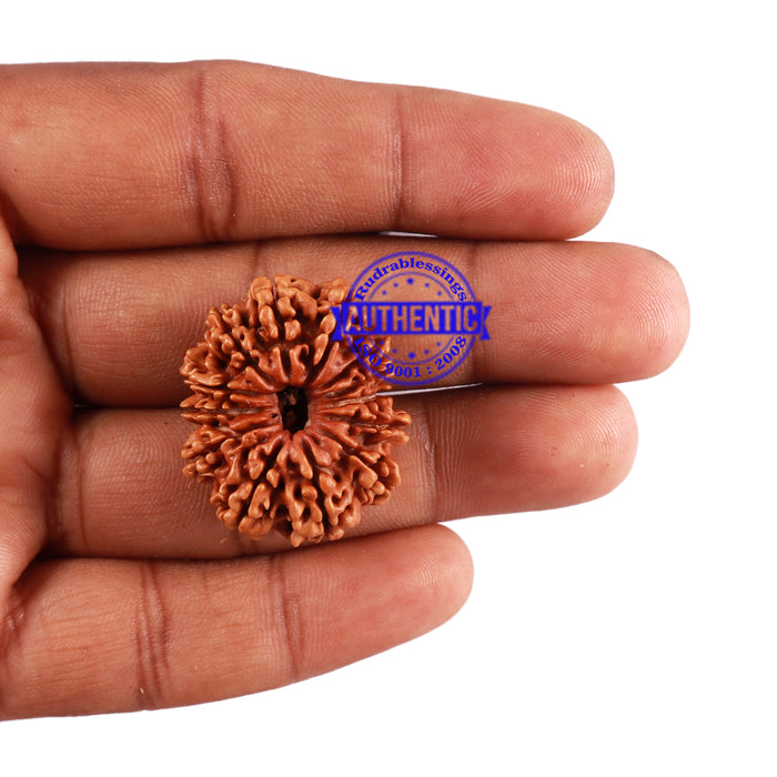 13 Mukhi Nepalese Rudraksha - Bead No. 160
