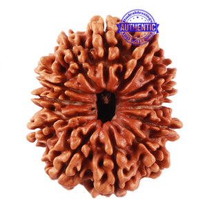 13 Mukhi Nepalese Rudraksha - Bead No. 160