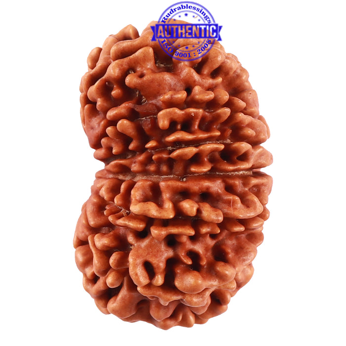 13 Mukhi Nepalese Rudraksha - Bead No. 160