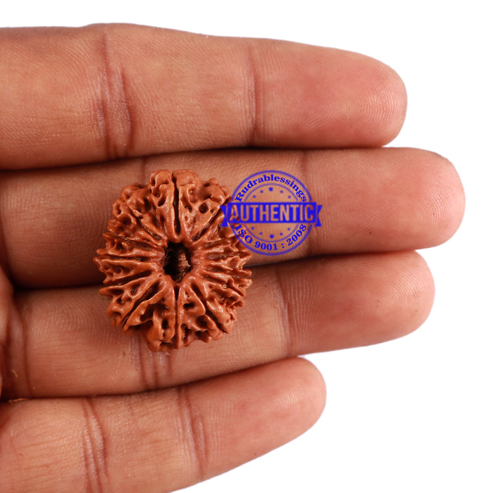 13 Mukhi Nepalese Rudraksha - Bead No. 163