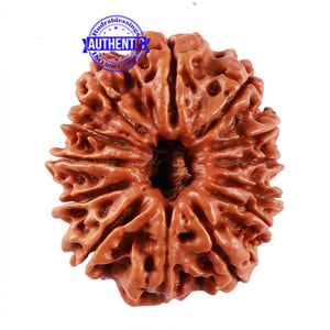 13 Mukhi Nepalese Rudraksha - Bead No. 163