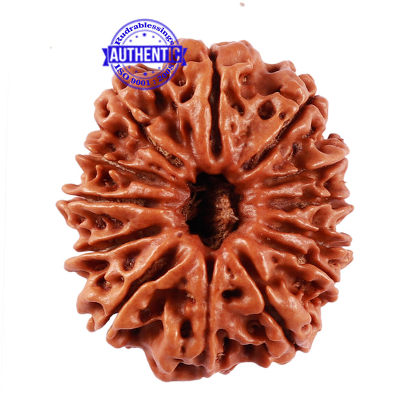 13 Mukhi Nepalese Rudraksha - Bead No. 163