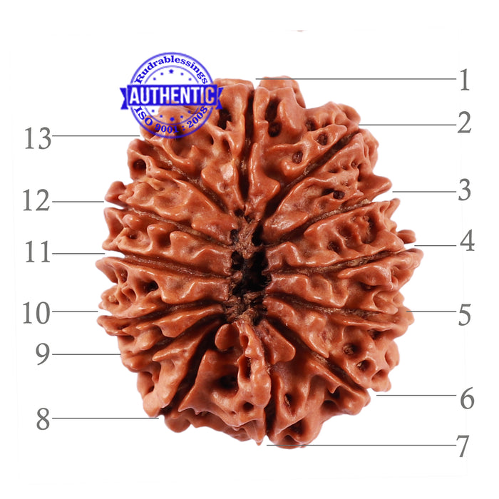 13 Mukhi Nepalese Rudraksha - Bead No. 163