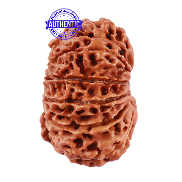 13 Mukhi Nepalese Rudraksha - Bead No. 163