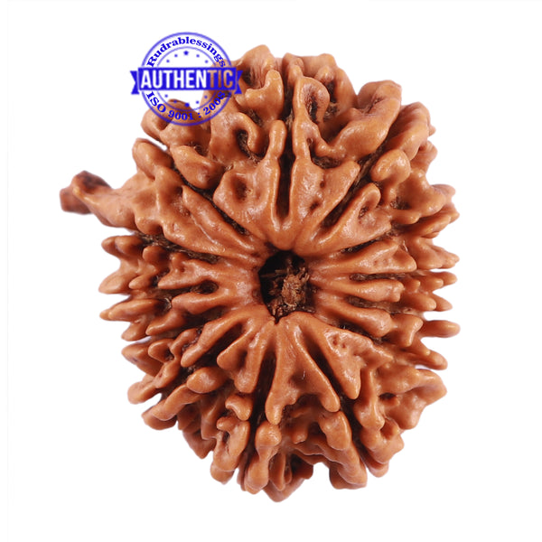 13 Mukhi Nepalese Ganesha Rudraksha - Bead No. 164