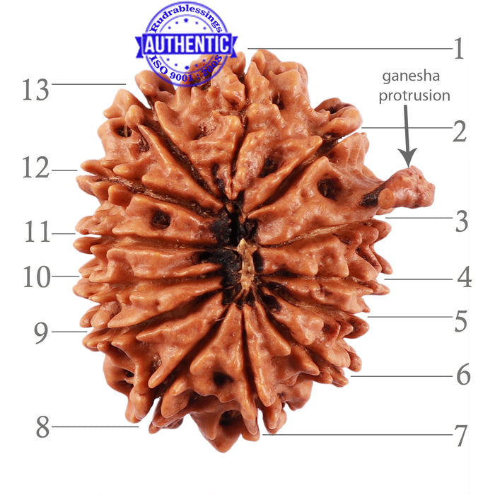 13 Mukhi Nepalese Ganesha Rudraksha - Bead No. 164