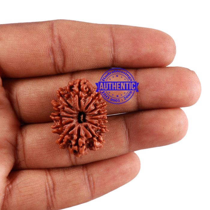 13 Mukhi Nepalese Rudraksha - Bead No. 165