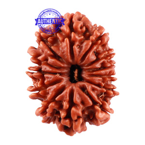 13 Mukhi Nepalese Rudraksha - Bead No. 165
