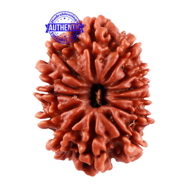 13 Mukhi Nepalese Rudraksha - Bead No. 165