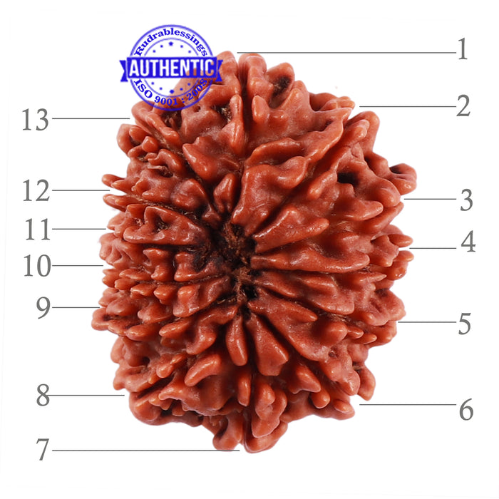 13 Mukhi Nepalese Rudraksha - Bead No. 165