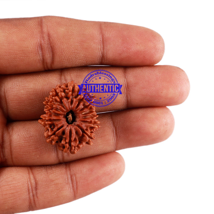 13 Mukhi Nepalese Rudraksha - Bead No. 167