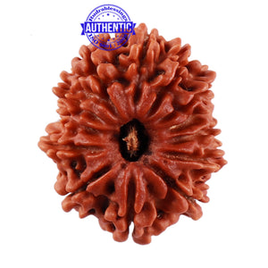 13 Mukhi Nepalese Rudraksha - Bead No. 167