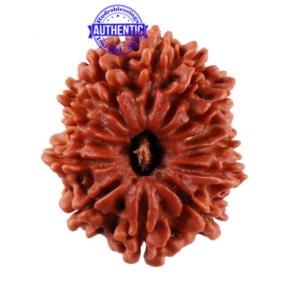13 Mukhi Nepalese Rudraksha - Bead No. 167