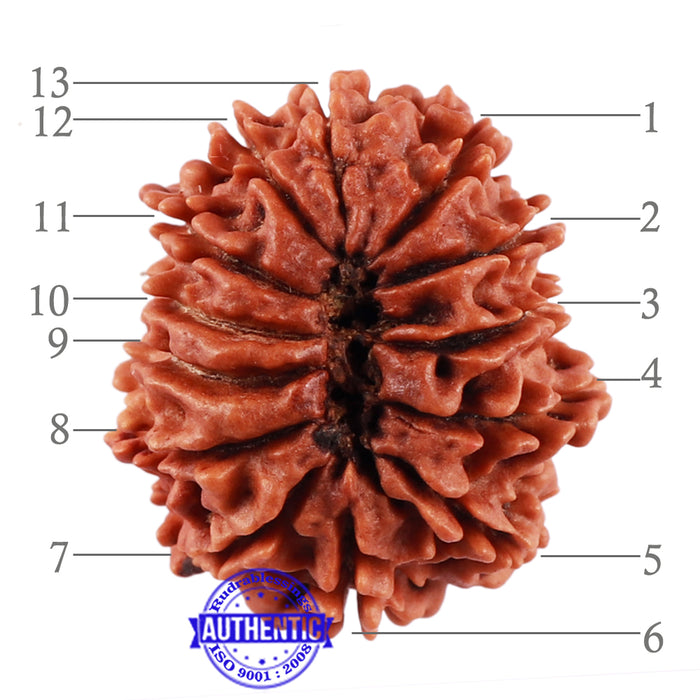 13 Mukhi Nepalese Rudraksha - Bead No. 167