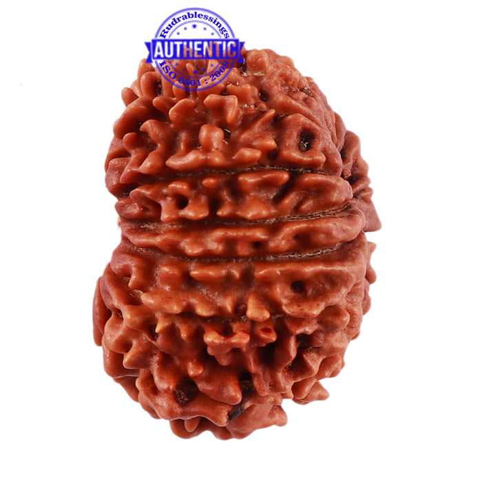 13 Mukhi Nepalese Rudraksha - Bead No. 167