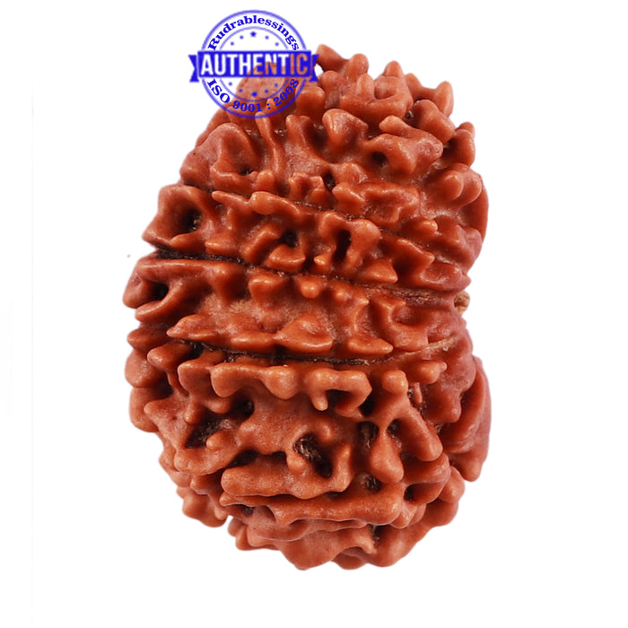 13 Mukhi Nepalese Rudraksha - Bead No. 167