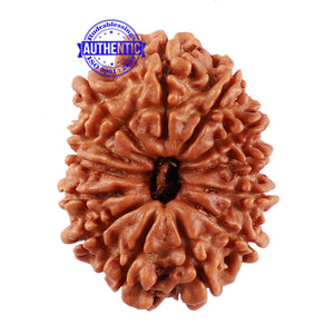 13 Mukhi Nepalese Rudraksha - Bead No. 168