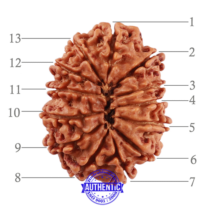 13 Mukhi Nepalese Rudraksha - Bead No. 168