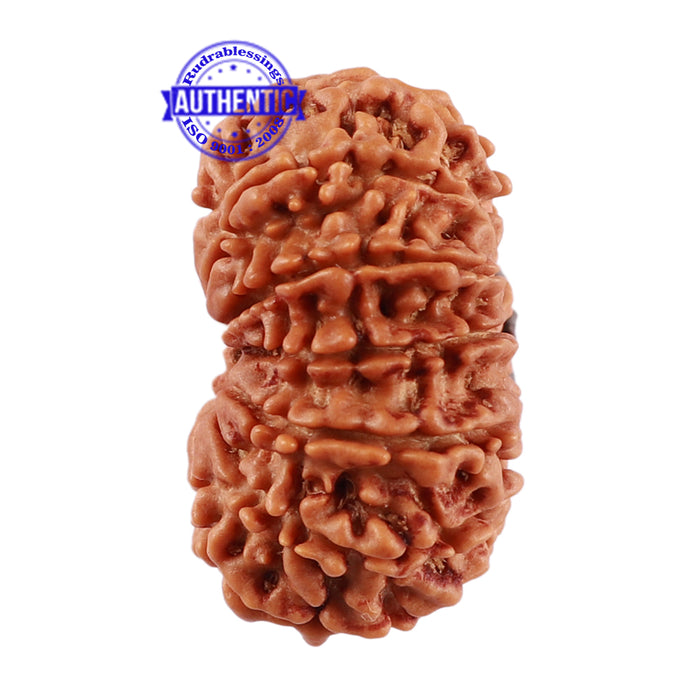 13 Mukhi Nepalese Rudraksha - Bead No. 168