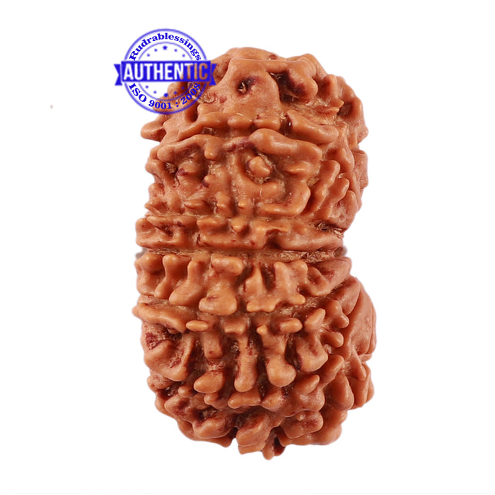 13 Mukhi Nepalese Rudraksha - Bead No. 168