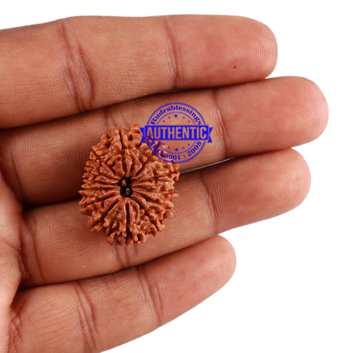 13 Mukhi Nepalese Rudraksha - Bead No. 169