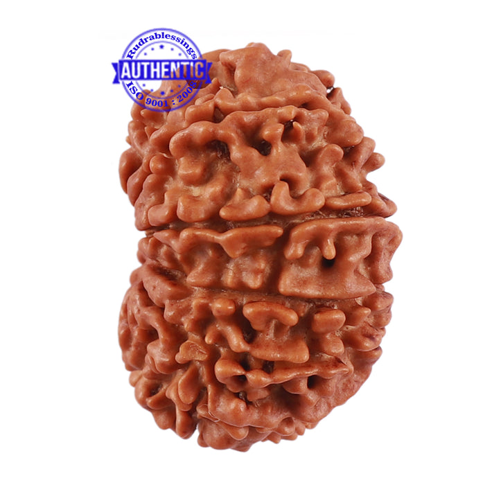 13 Mukhi Nepalese Rudraksha - Bead No. 169