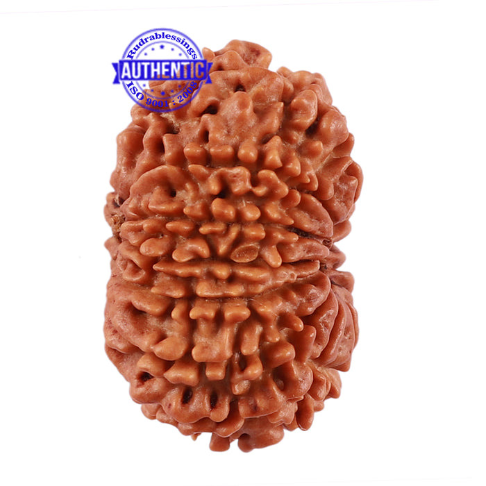 13 Mukhi Nepalese Rudraksha - Bead No. 169