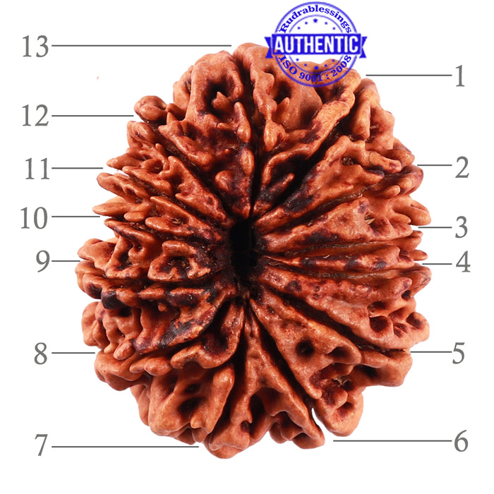 13 Mukhi Nepalese Rudraksha - Bead No. 172