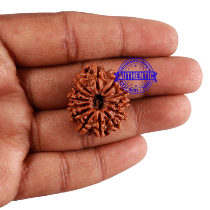 13 Mukhi Nepalese Rudraksha - Bead No. 174