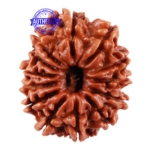 13 Mukhi Nepalese Rudraksha - Bead No. 174