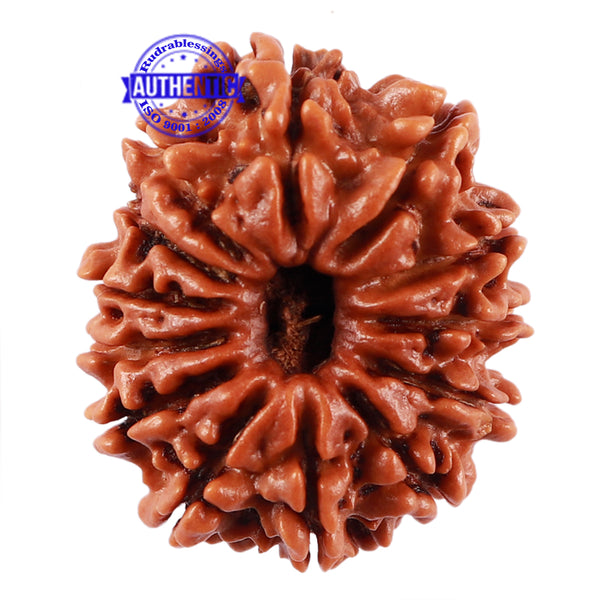 13 Mukhi Nepalese Rudraksha - Bead No. 174