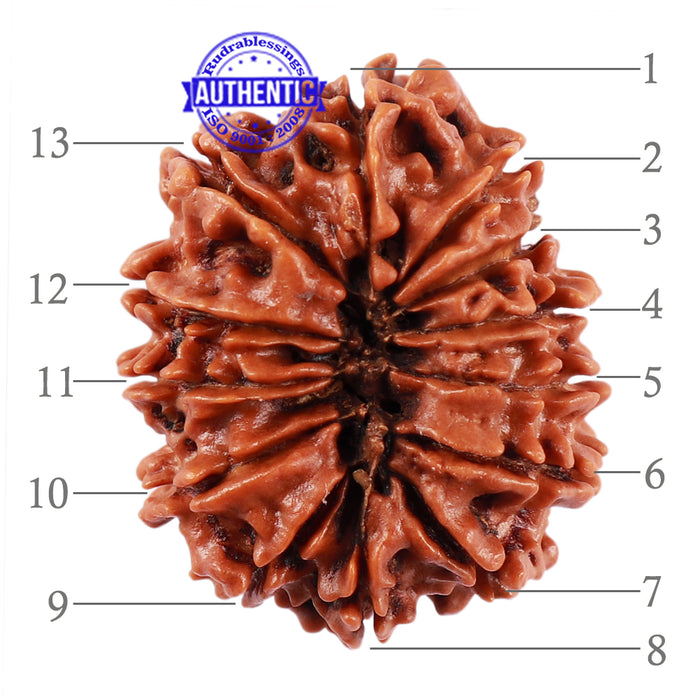 13 Mukhi Nepalese Rudraksha - Bead No. 174