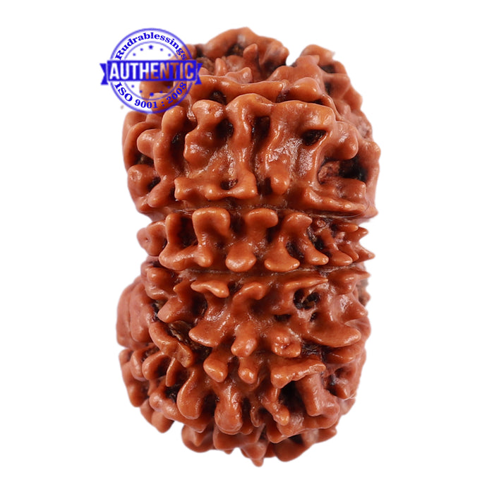 13 Mukhi Nepalese Rudraksha - Bead No. 174