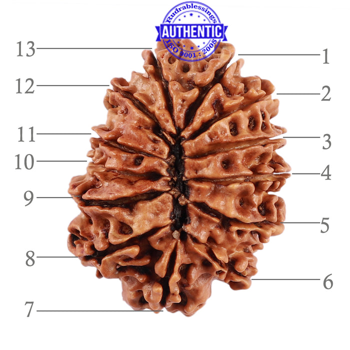 13 Mukhi Nepalese Rudraksha - Bead No. 175
