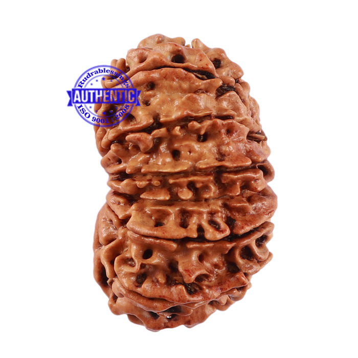 13 Mukhi Nepalese Rudraksha - Bead No. 175