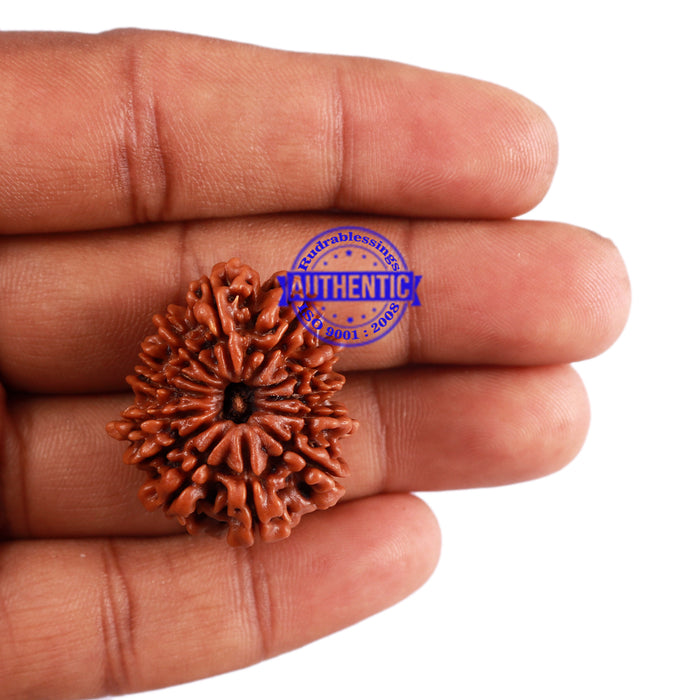 13 Mukhi Nepalese Rudraksha - Bead No. 176