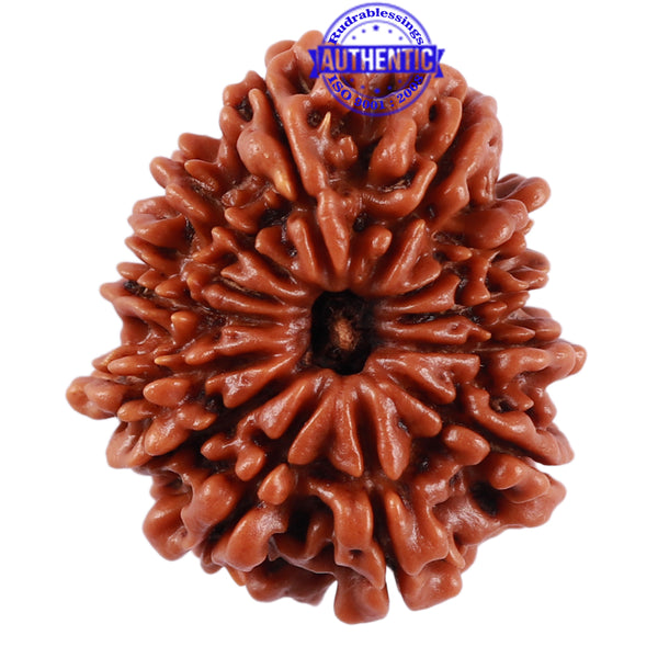 13 Mukhi Nepalese Rudraksha - Bead No. 176