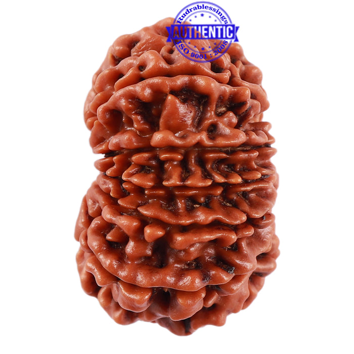13 Mukhi Nepalese Rudraksha - Bead No. 176