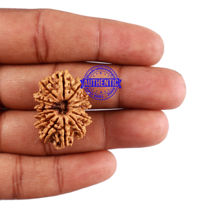 13 Mukhi Nepalese Rudraksha - Bead No. 177