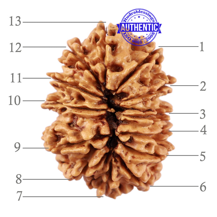 13 Mukhi Nepalese Rudraksha - Bead No. 177