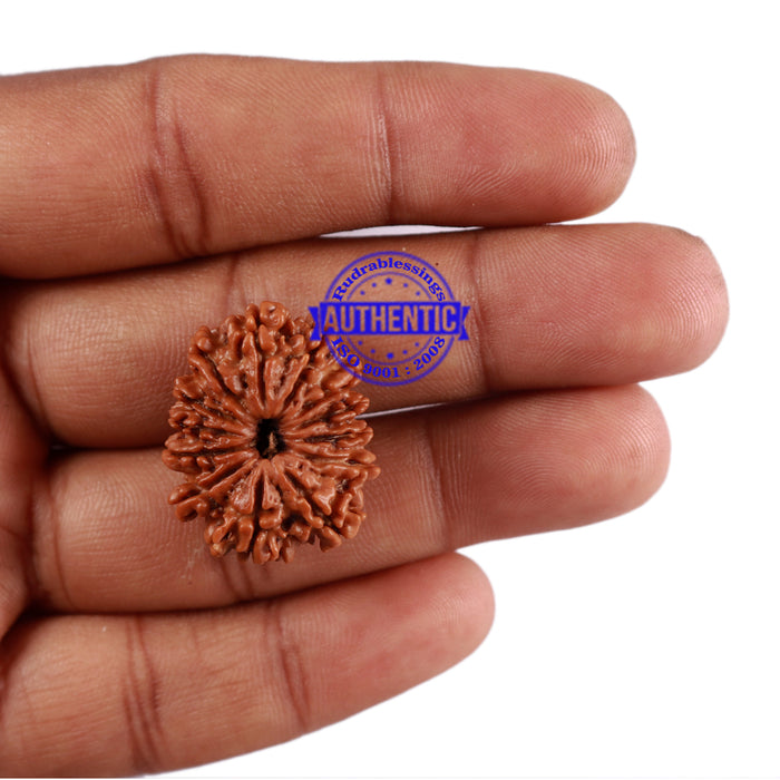 13 Mukhi Nepalese Rudraksha - Bead No. 180