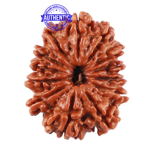 13 Mukhi Nepalese Rudraksha - Bead No. 180