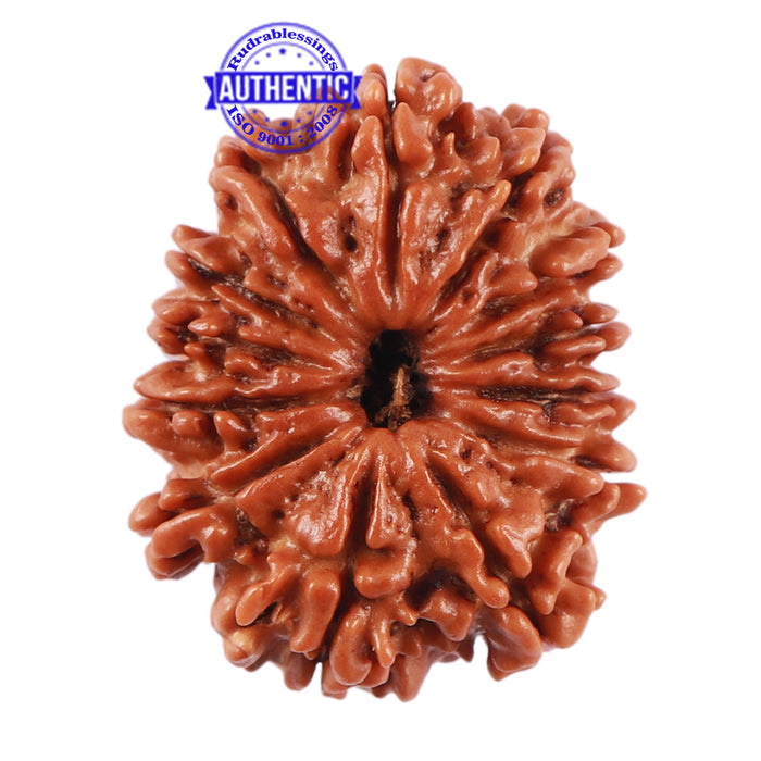 13 Mukhi Nepalese Rudraksha - Bead No. 180