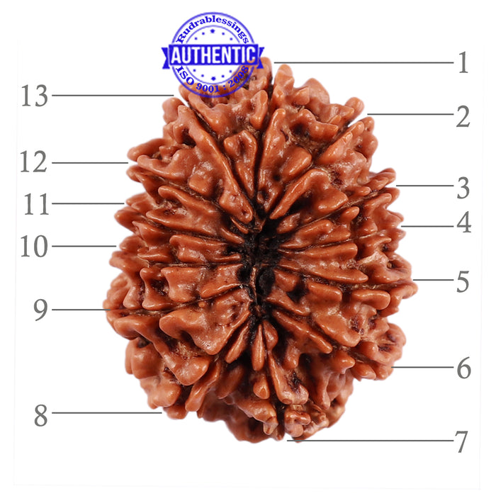 13 Mukhi Nepalese Rudraksha - Bead No. 180