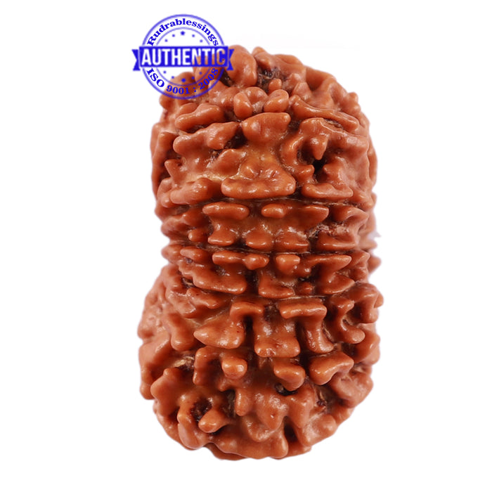 13 Mukhi Nepalese Rudraksha - Bead No. 180