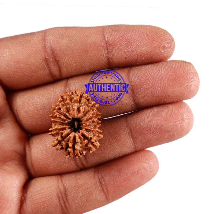13 Mukhi Nepalese Rudraksha - Bead No. 181
